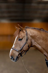 HFI Halter little groom