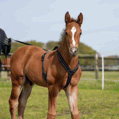 Herm. Sprenger foal harness 45744