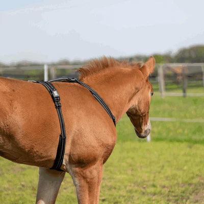 Herm. Sprenger foal harness 45744