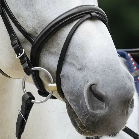Passier exchangeable flash noseband