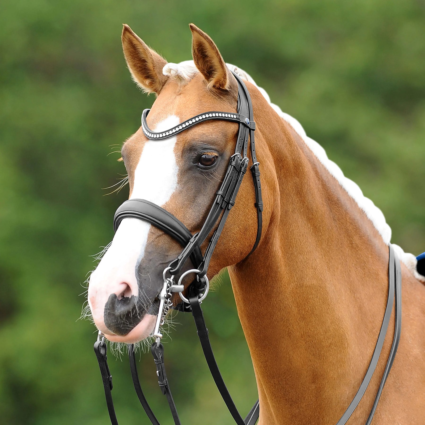 Passier Passierblu dream double bridle