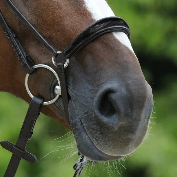 Passier exchangeable dropped noseband with patent leather trim