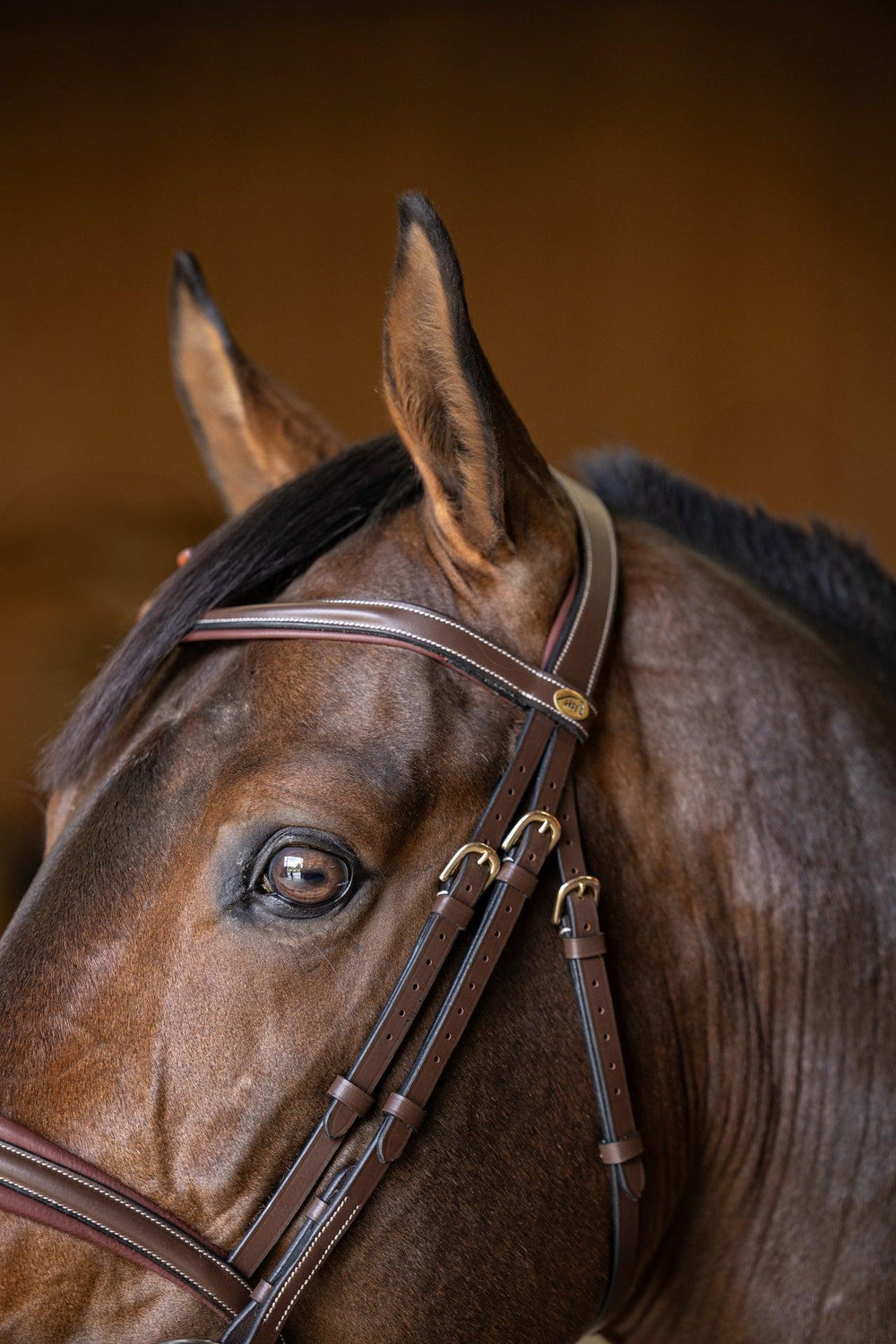 HFI padded bridle - HorseworldEU
