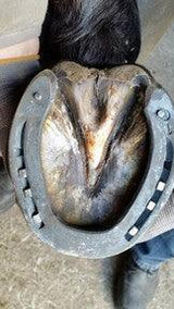 Kevin Bacon hoof solution - HorseworldEU