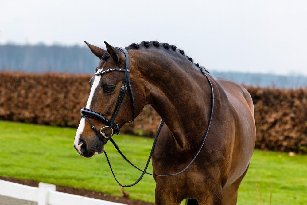 Trust Rotterdam Large patent crank noseband bridle - HorseworldEU